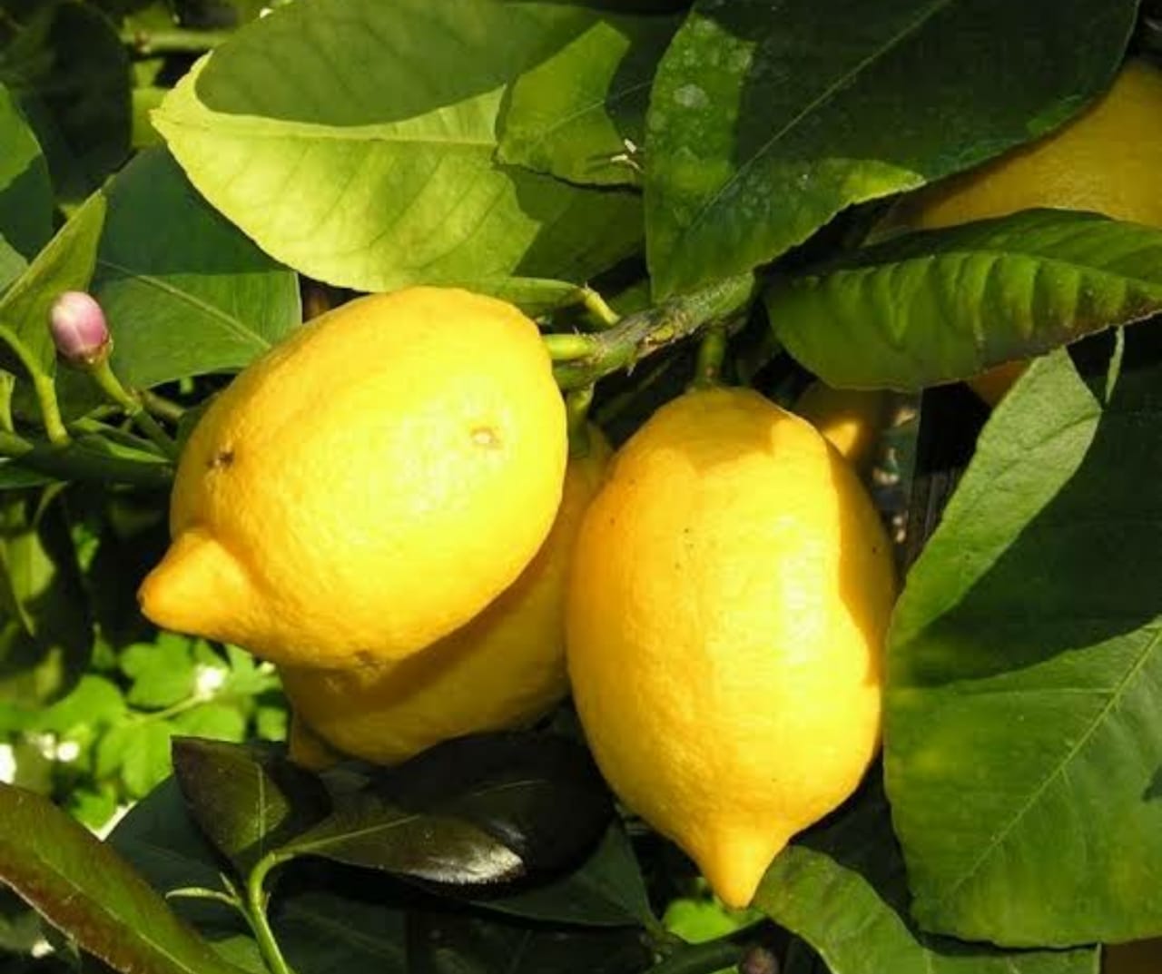 O limão siciliano é o famoso "limão verdadeiro"