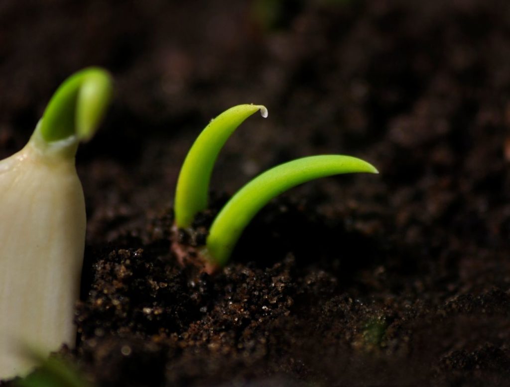 Como cultivar alho em casa; saiba o passo a passo