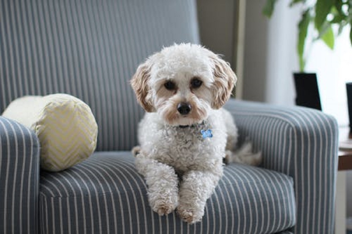Como eliminar odor de cachorro do sofá – 2 coisas que você pode fazer Foto: Pexels