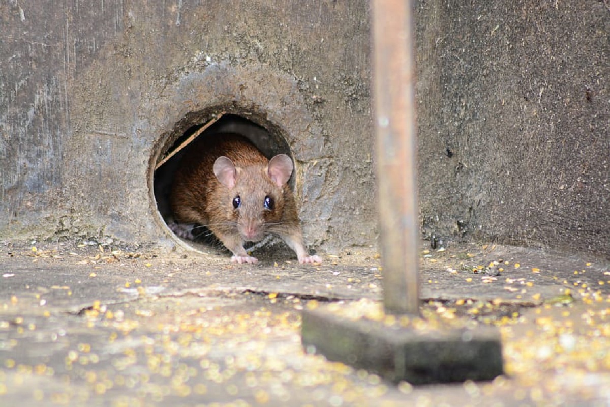 Como eliminar ratos – Armadilhas para usar como iscas a fim de acabar com eles Foto: Pxfuel