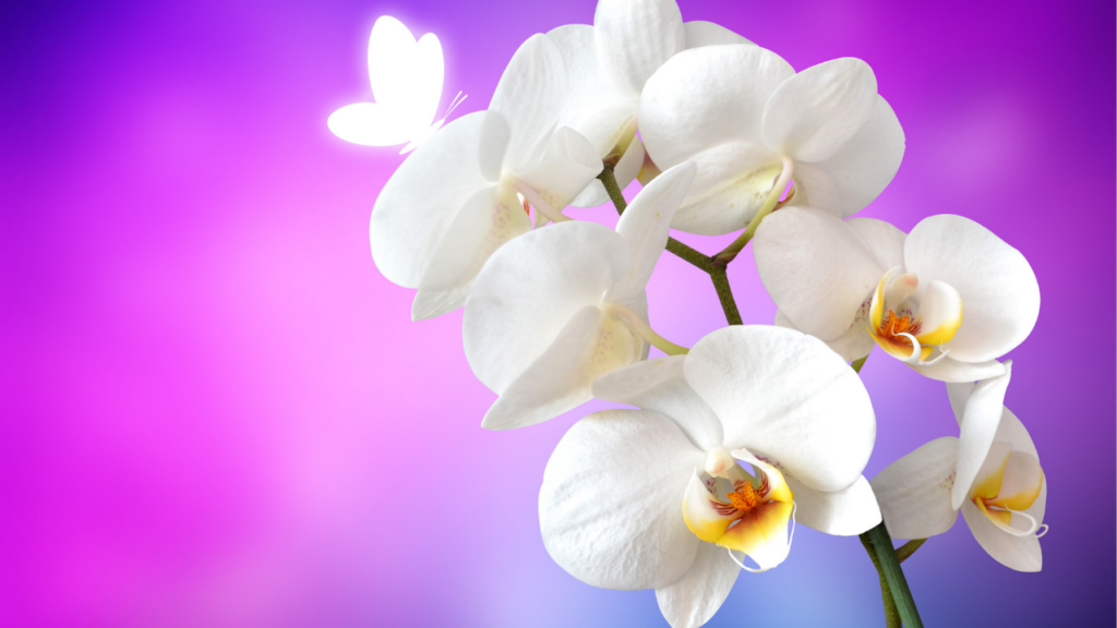 Como cultivar orquídeas. Foto: Canva Pro.