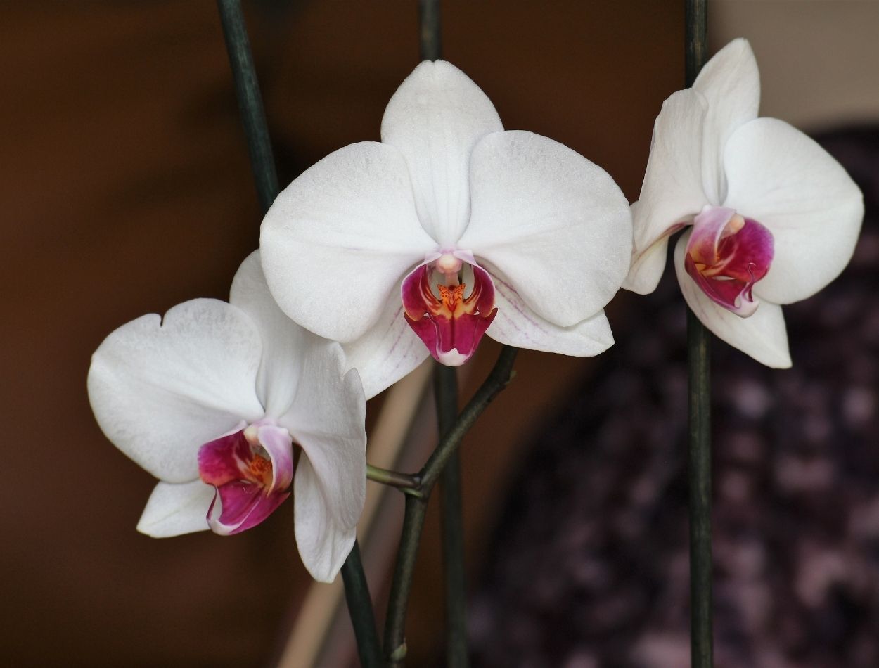 Quer embelezar a sua casa com orquídeas mas não sabe como cultivá-las?