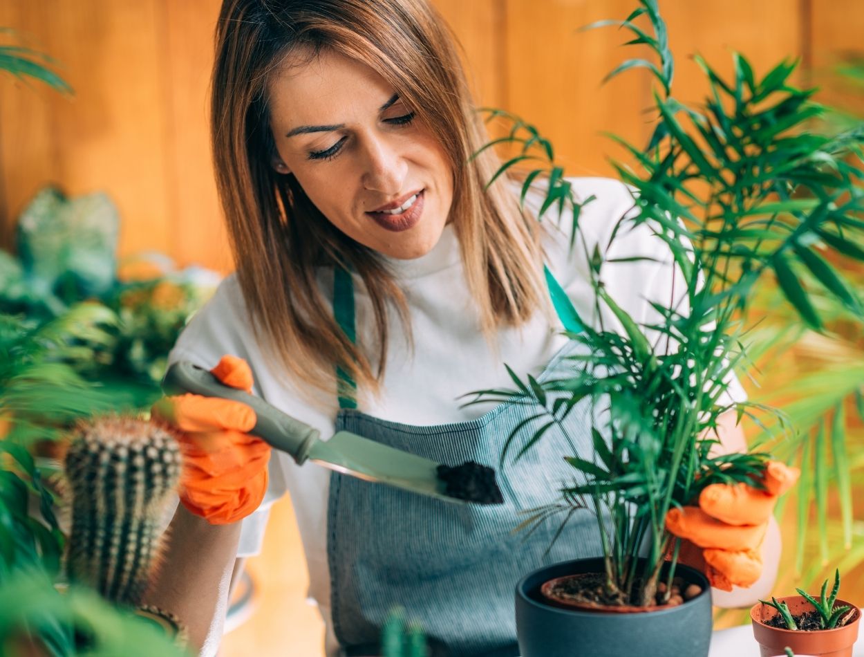 Descubra agora quais as melhores plantas para você cultivar na sua casa