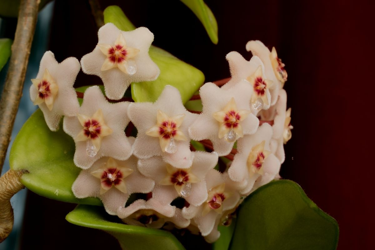 Saiba como cultivar flor de cera- Imagem: Canva Pro