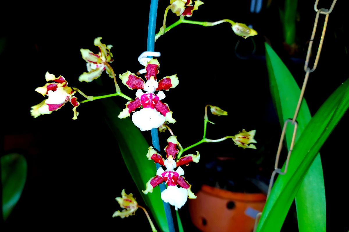 Orquídea Twinkle e suas variações: veja 4 motivos para você ter essa planta em casa - Fonte: canva