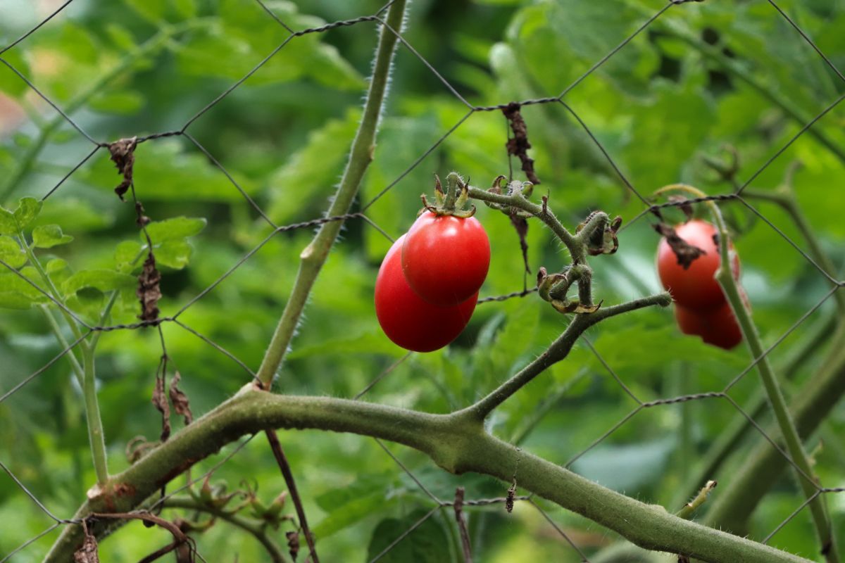 Como plantar tomate-cereja: com essas dias vai ficar simples e fácil para você - Fonte: Canva