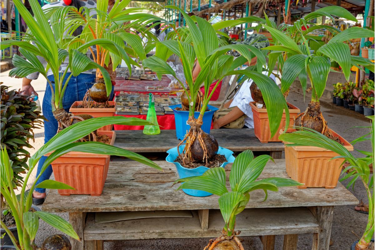Veja o melhor jeito de plantar coco no quintal da sua casa: siga essas dicas agora mesmo! - Fonte: canva