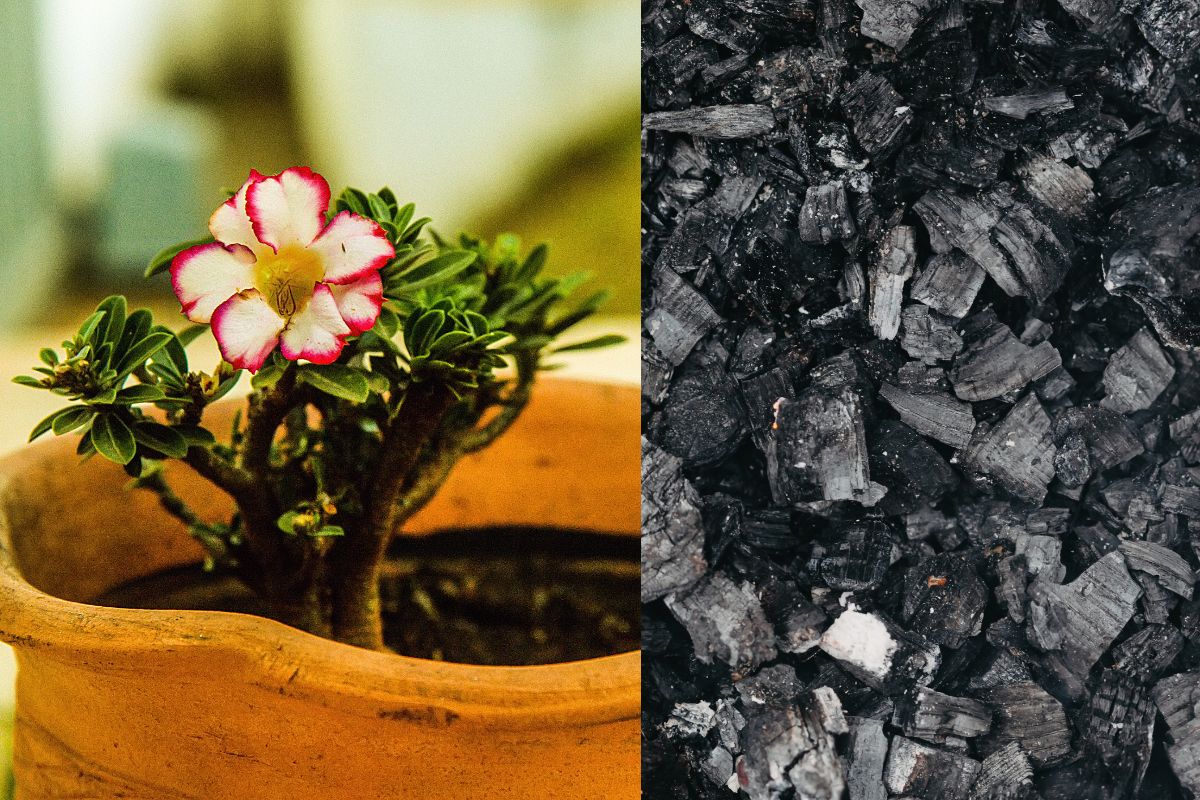 Pode colocar carvão na rosa do deserto: Veja o que acontece, incrível! - Foto: canva.