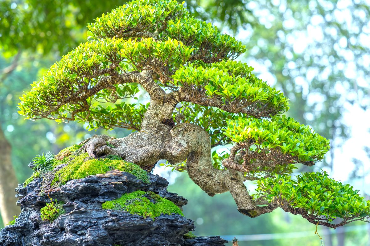 Adubo líquido natural no bonsai: como fazer? Veja que incrível o resultado - Fonte : Canva