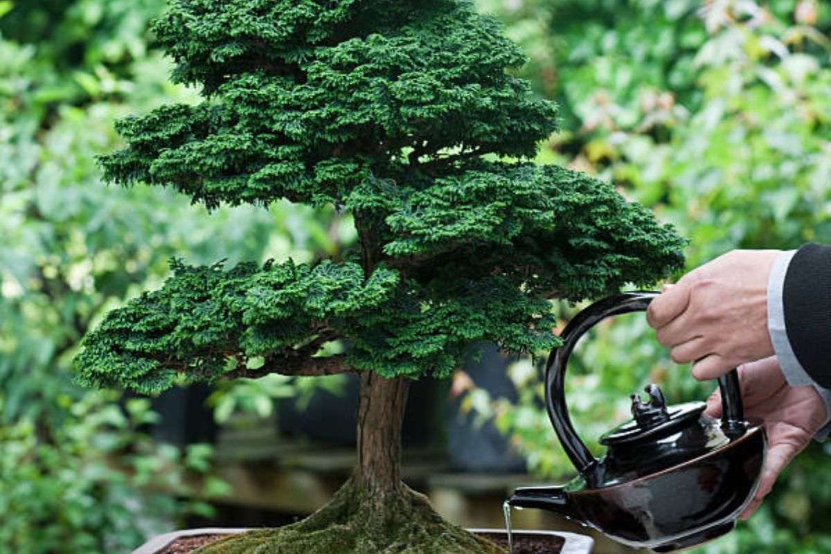 Adubo líquido natural no bonsai: como fazer? Veja que incrível o resultado - Fonte : Gettyimages
