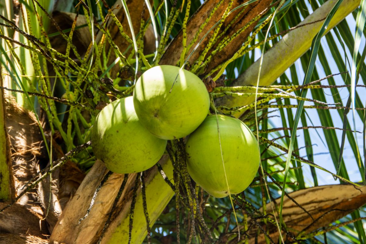 Veja o melhor jeito de plantar coco no quintal da sua casa: siga essas dicas agora mesmo! - Fonte: canva