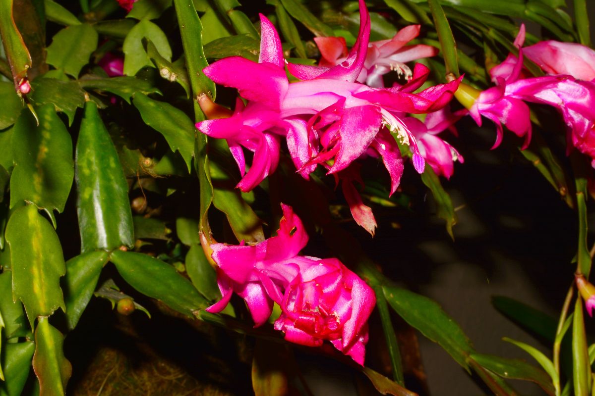 FLOR DE MAIO: coloque carvão nessa orquídea e veja o que acontece! Aprenda o jeito certo dessa técnica. Fonte: Canva