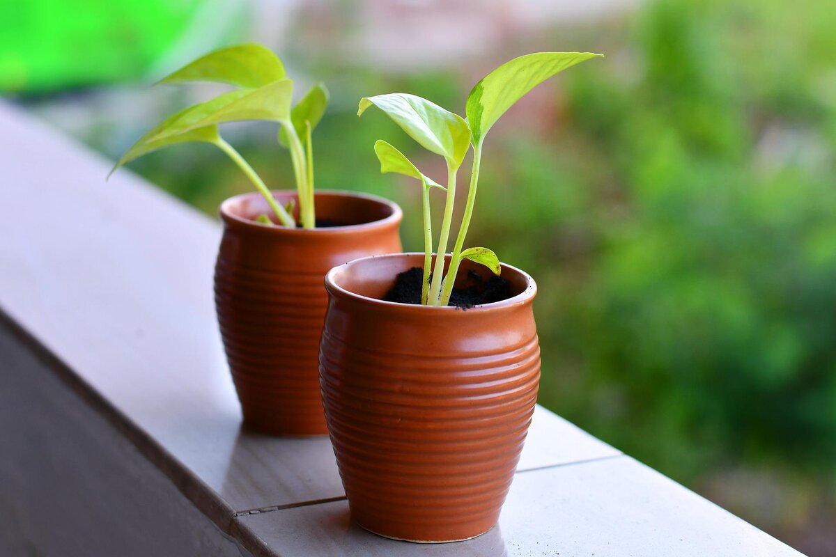 Cultivo de rúcula: veja como iniciar e manter, o resultado são hortaliças saudáveis!
