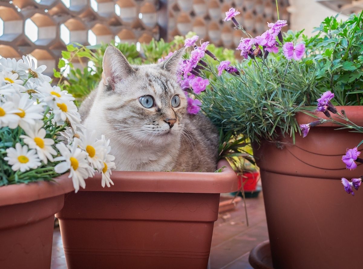 Afaste seus gatos dos vasos de plantas - Imagem Ilustração
