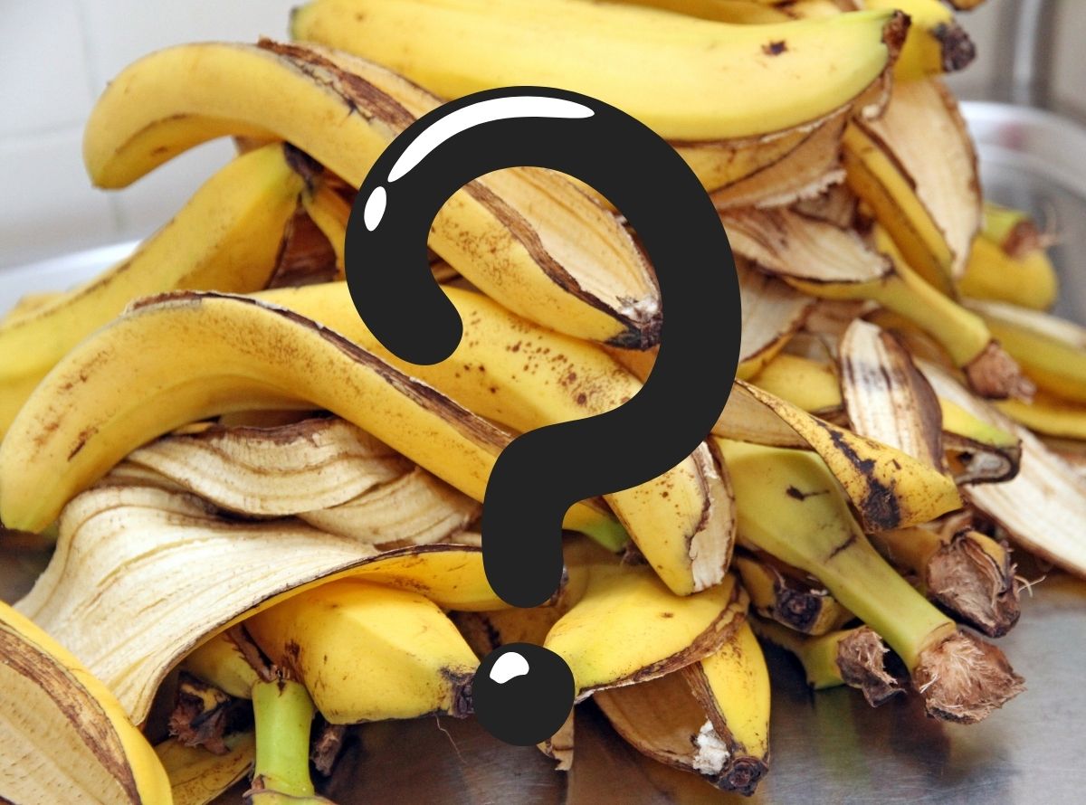 Benefícios da casca de banana  - Imagem Ilustração