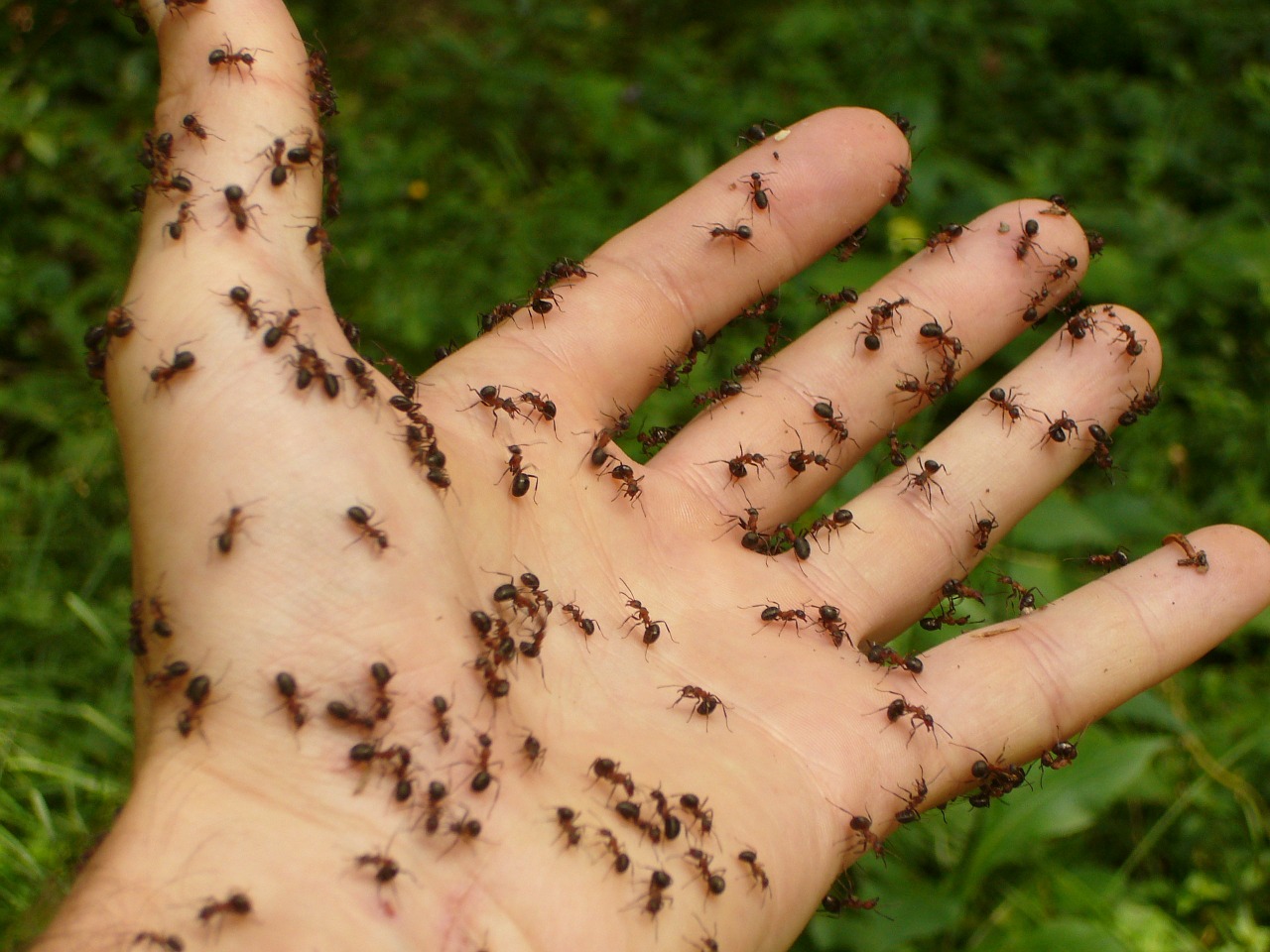 Cupim, formiga e traça - saiba como eliminar essas pragas com pequenos truques caseiros - pixabay - formiga