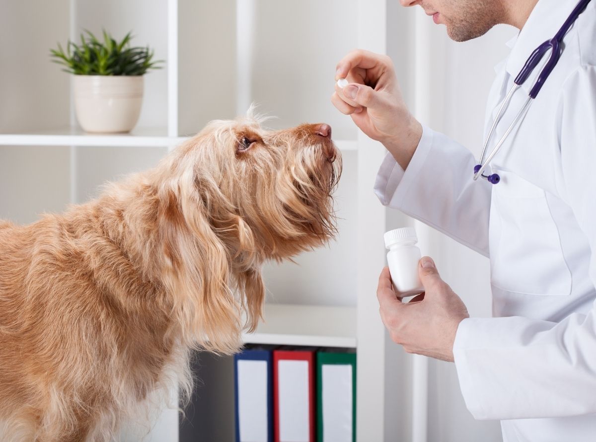Dicas de como dar remédio para cachorro - Imagem Ilustração