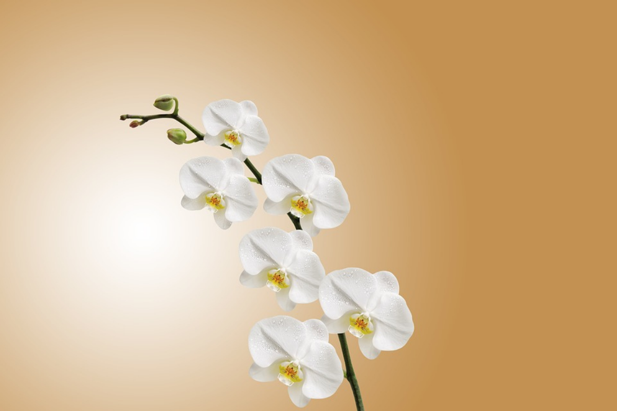Dicas de plantas que não precisam de sol frequente, confira mais/ Imagem reproduzida de Pixabay