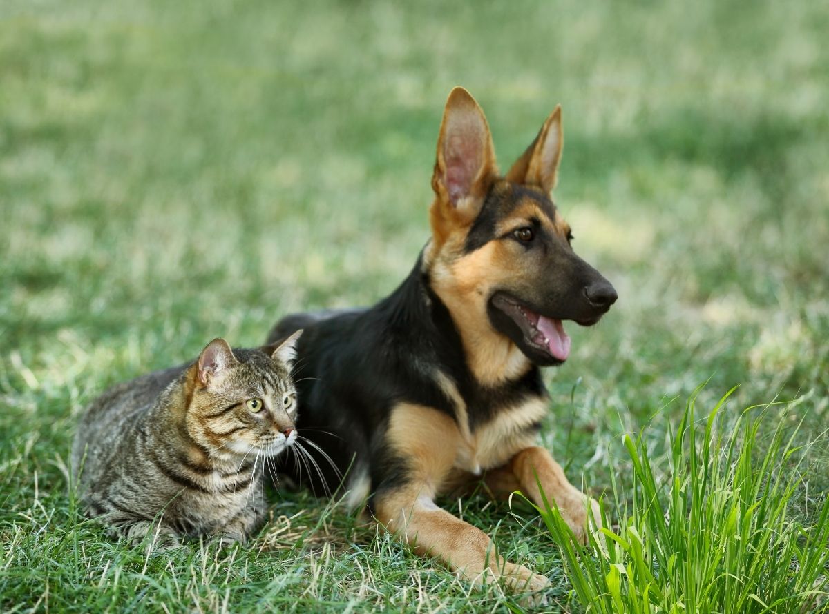Graminha de gato e cachorro - Imagem Ilustração