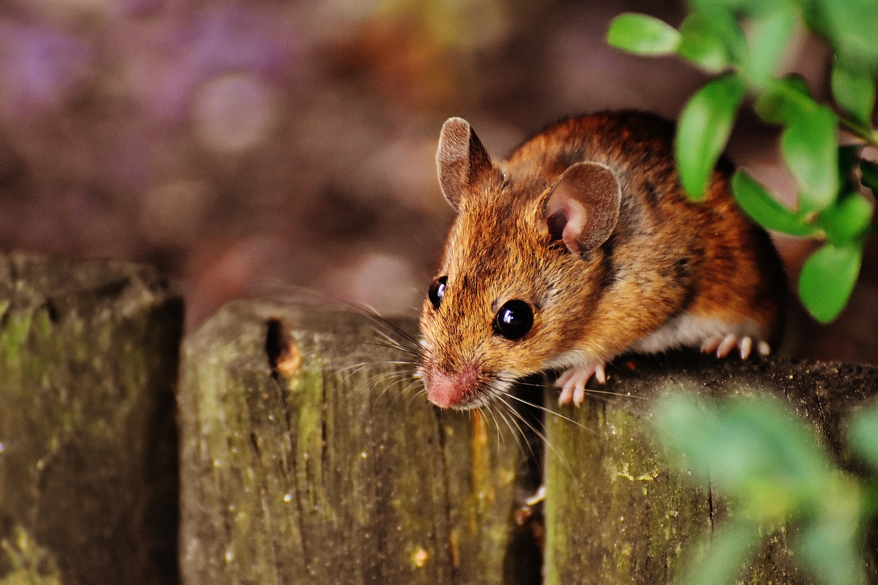 Livre sua casa de ratos e baratas utilizando uma planta simples - Reprodução Pixabay