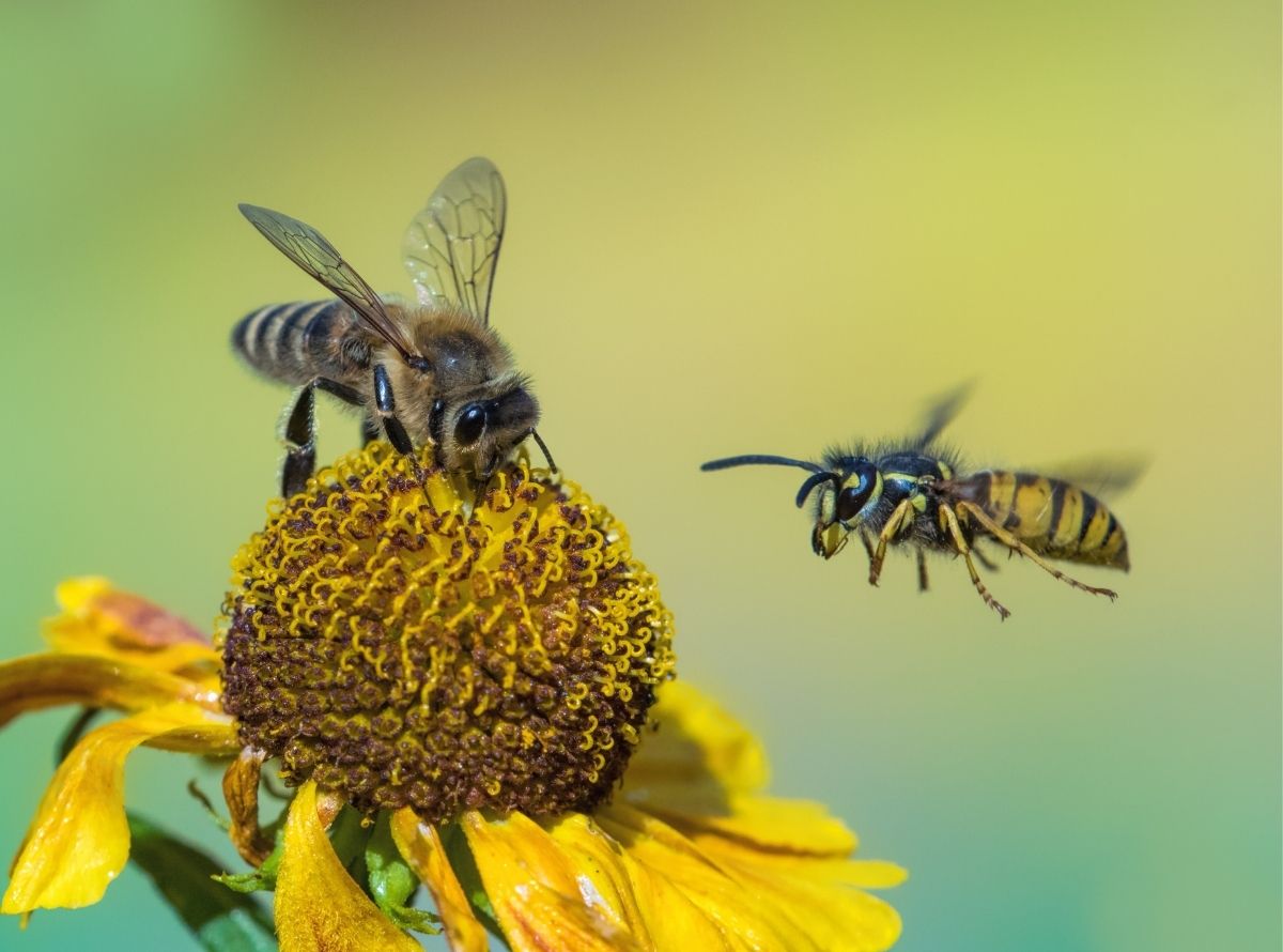 Afastar abelhas e vespas de casa - dicas caseiras - Imagem Ilustração