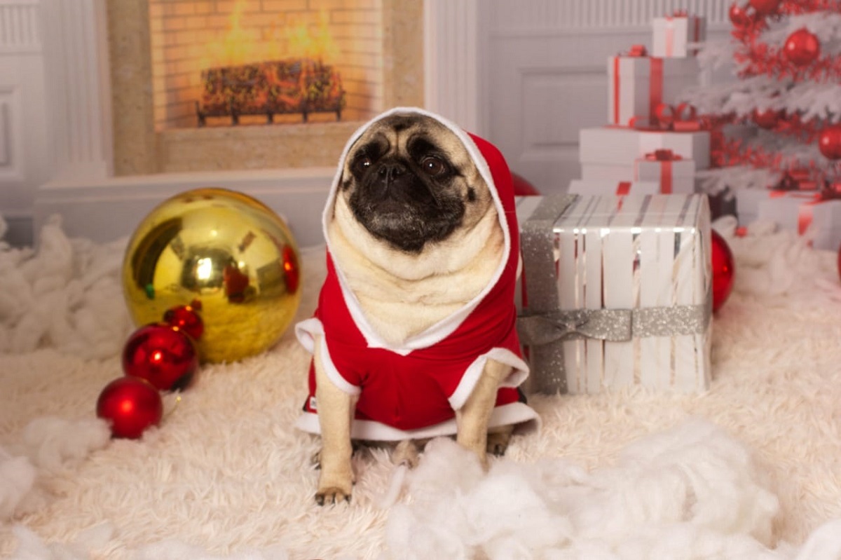 Roupa de Natal para cachorro: aprenda a fazer em casa e deixe seu amiguinho pronto para as festividades/ Reprodução de imagem do Facebook de Beatriz Pereira