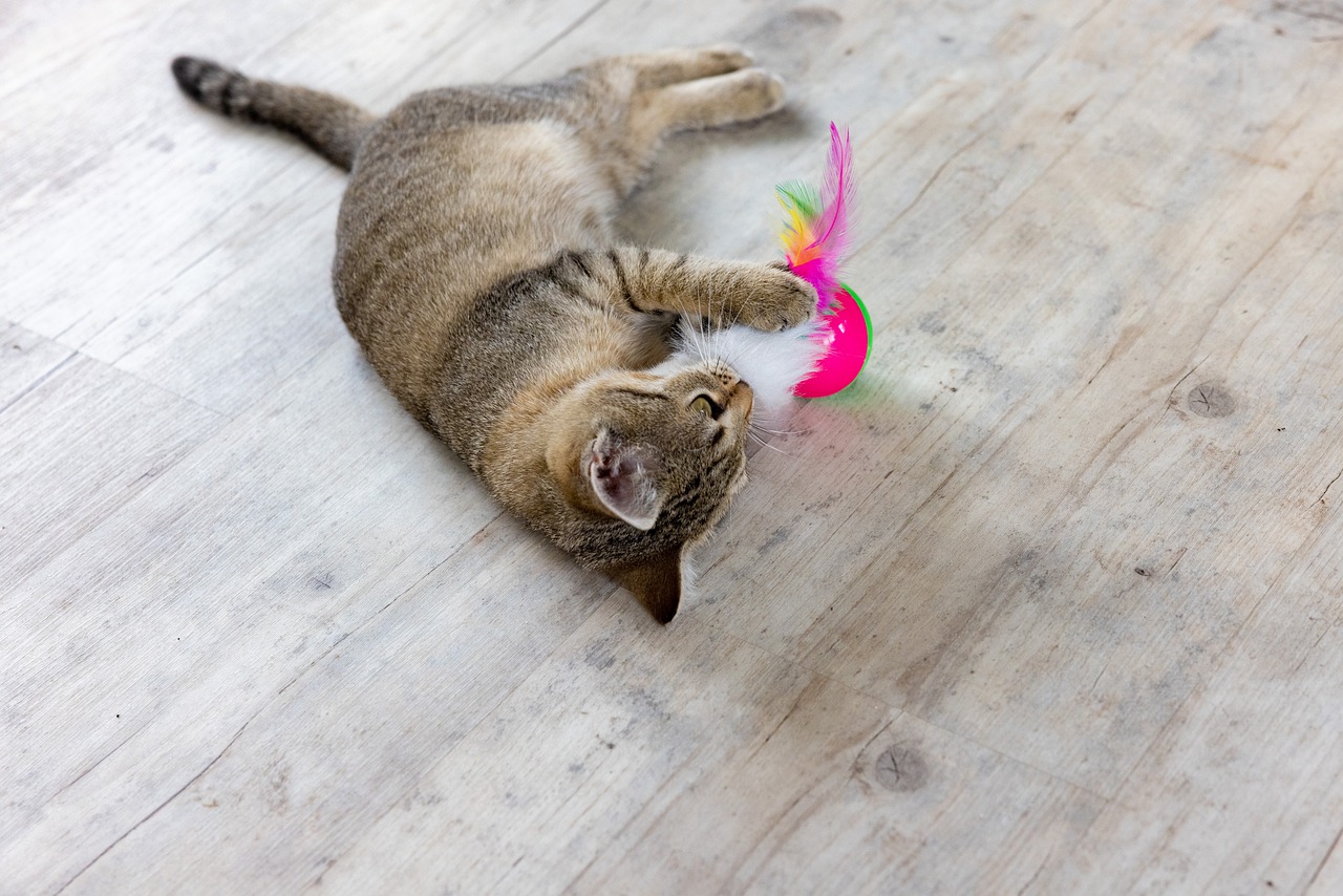 Brinquedos para gatos saiba como fazer o seu pet mais feliz - reprodução do site Pixabay