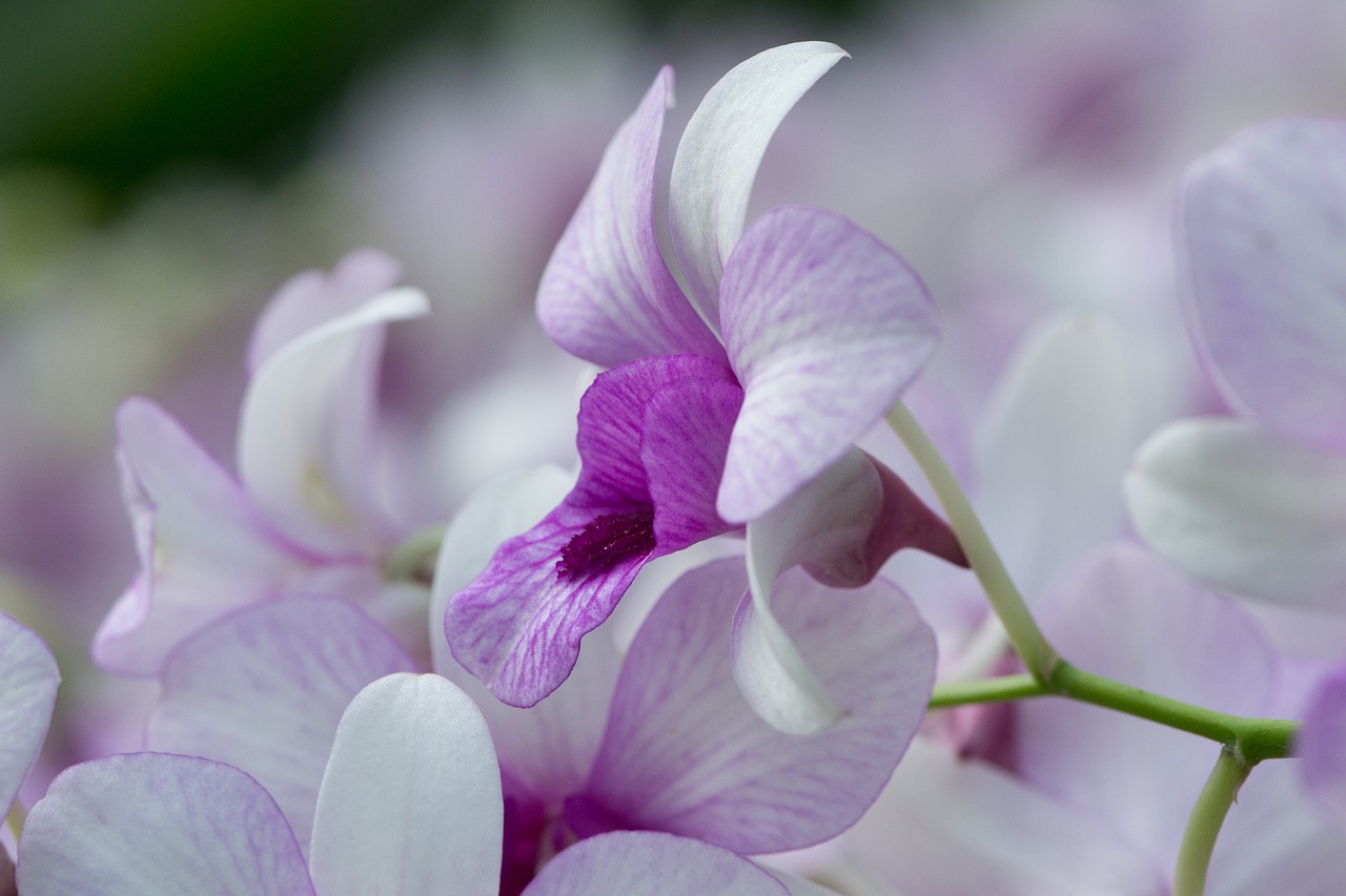 Como deixar sua orquídea de presente com jeito de nova por mais tempo - Reprodução Pixabay