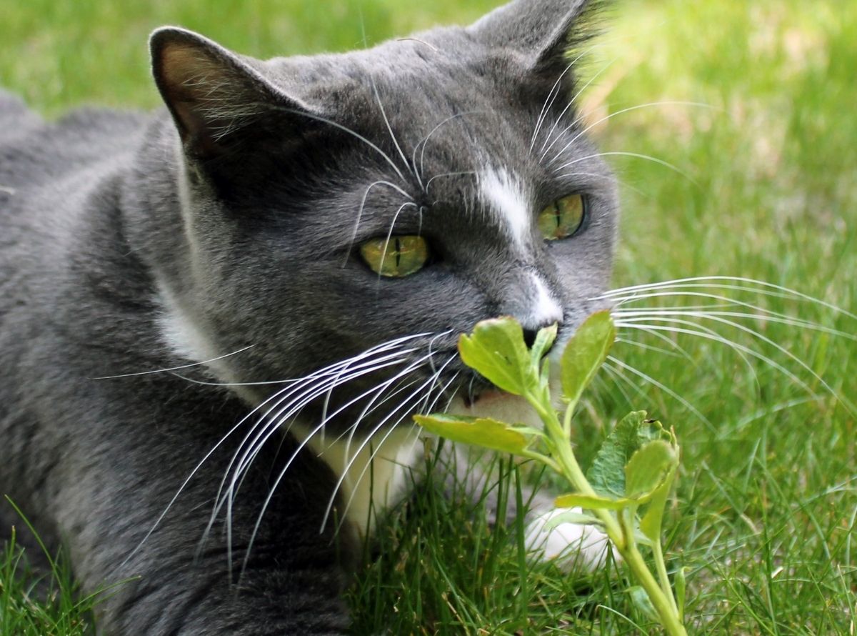 Efeitos da erva de gato - catnip - Imagem Ilustração