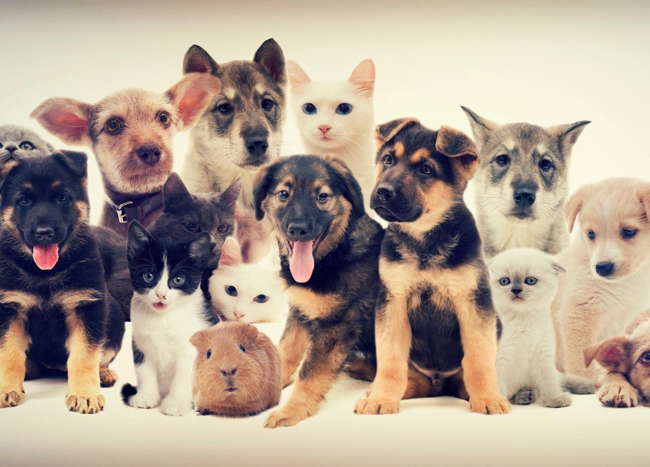 Cuidados com os pets: mantenha seu bichinho sempre saudável - Reprodução Pixabay