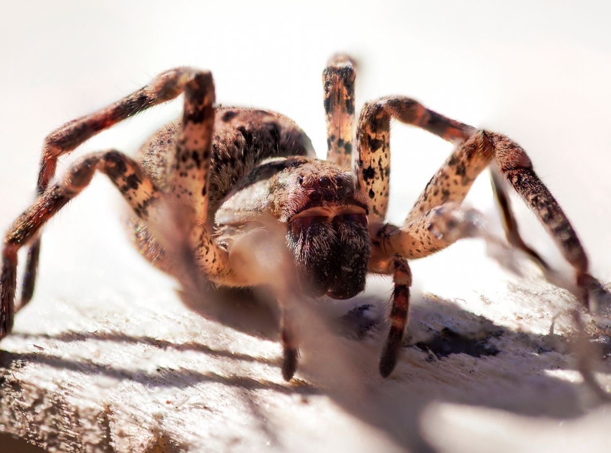 Aranhas venenosas, saiba como afastá-las do seu lar - Imagem Ilustração