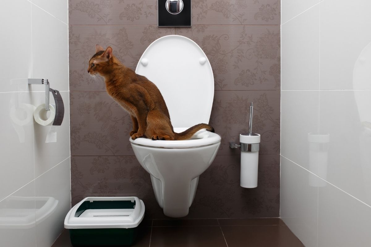 como ensinar o gato a usar o vaso sanitário - reprodução do canva