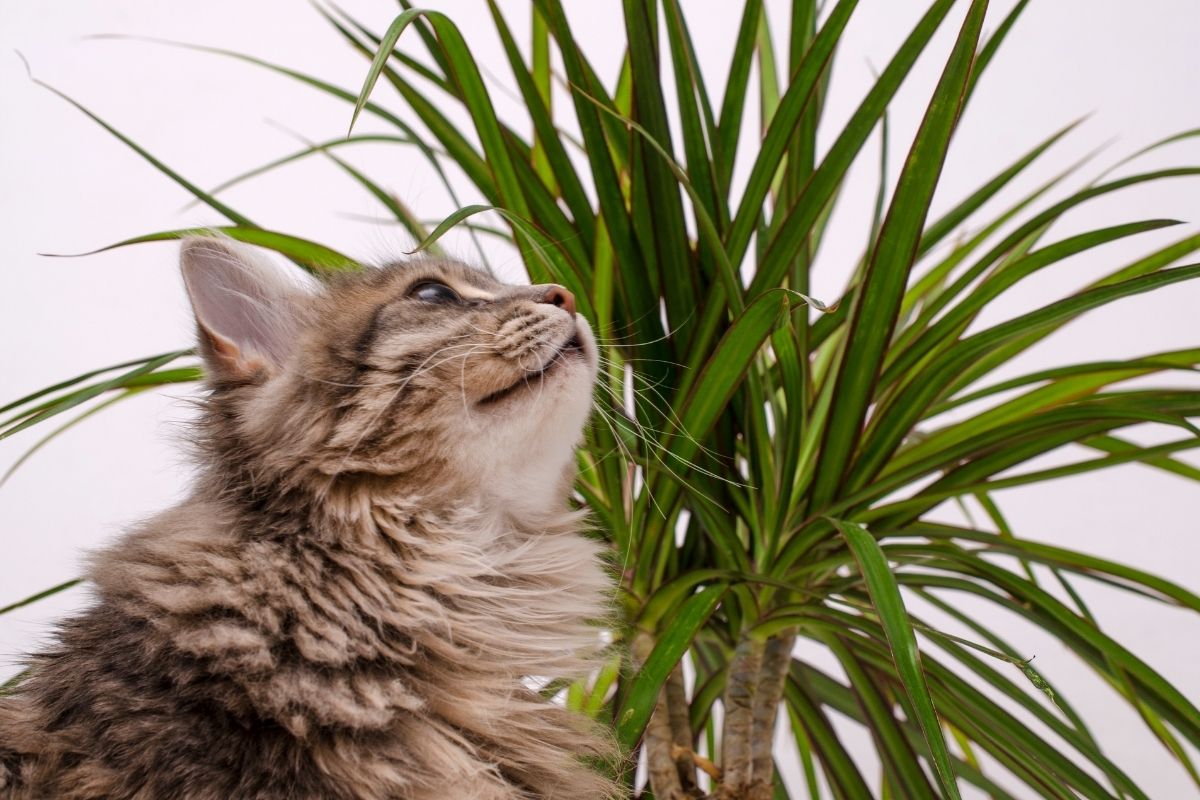 jardim sensorial para gatos - reprodução do canva