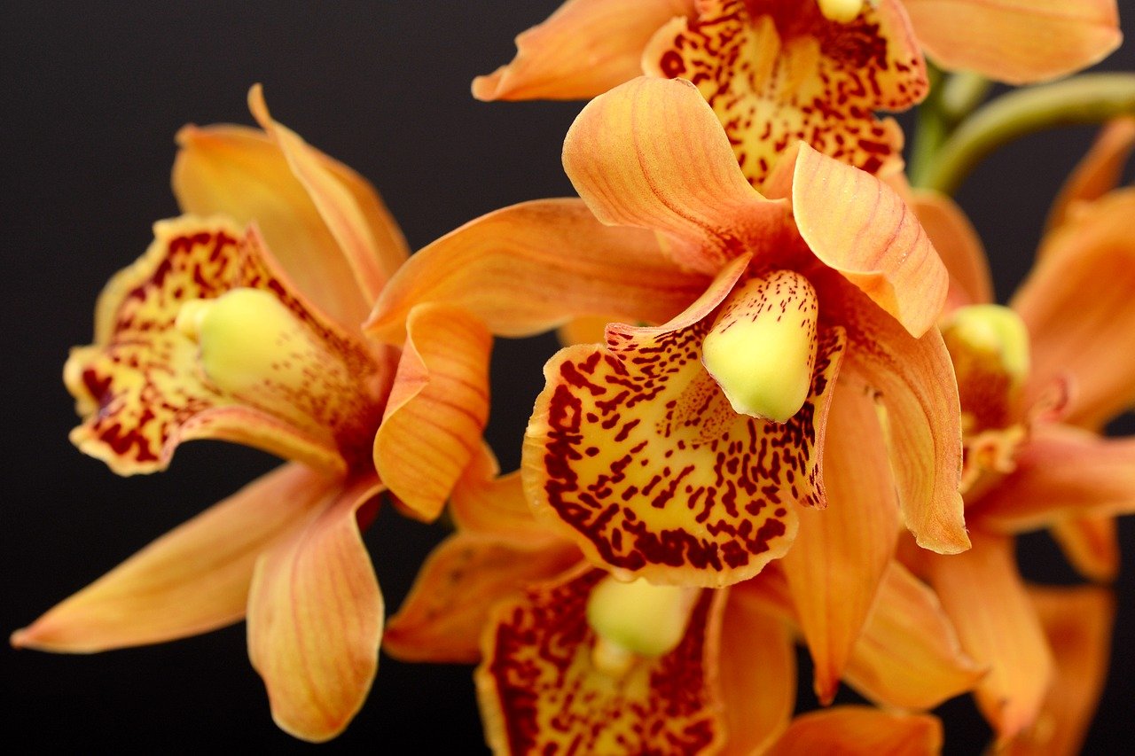 Dicas caseiras para produzir sua próprias mudas de orquídeas - Reprodução Pixabay