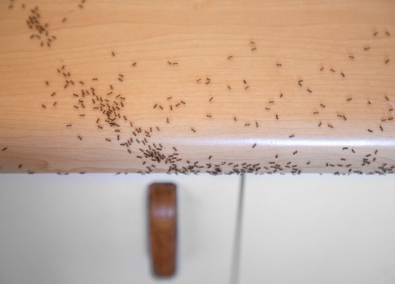 Formigas 6 truques para acabar com esse inseto que vive na sua casa - reprodução do site Canva