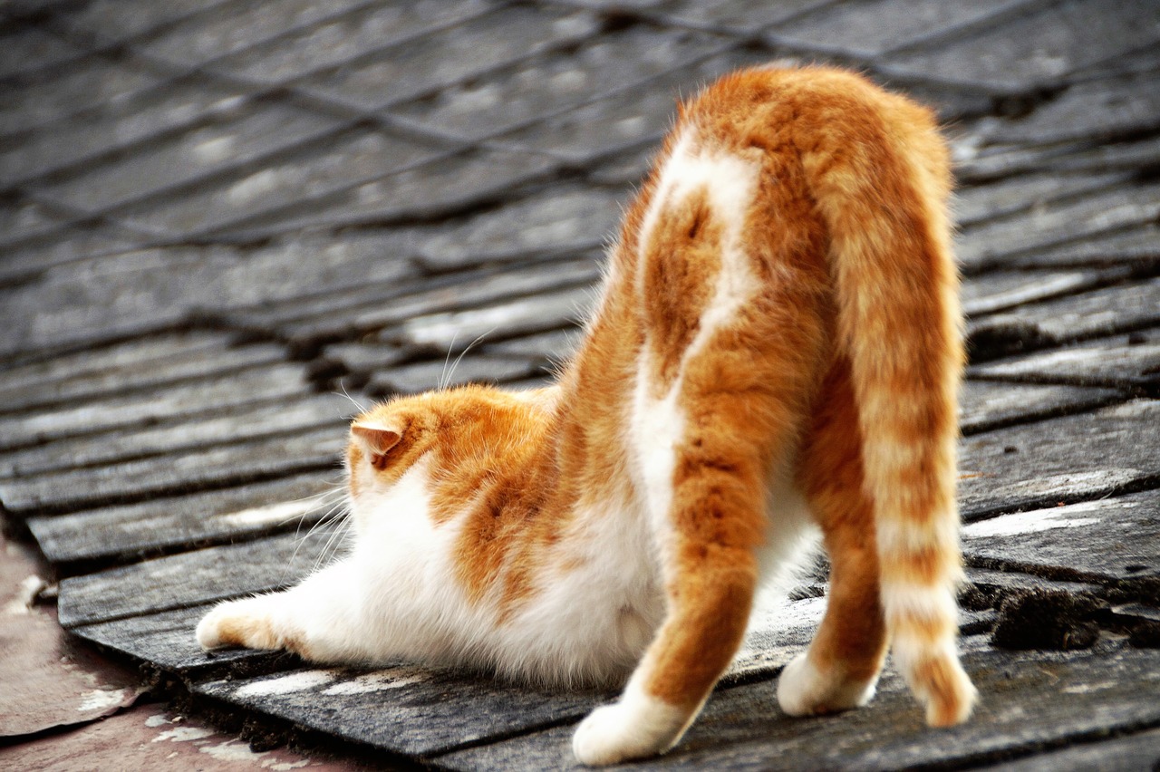 Gato no telhado - Pixabay