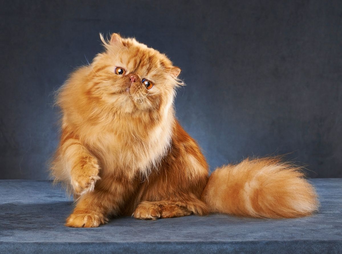 Gato persa, como tirar os nós - Imagem Ilustração