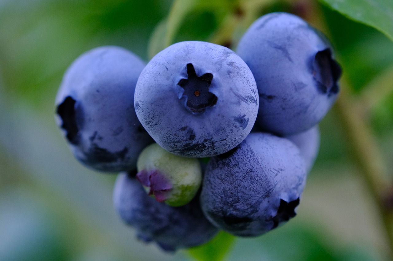 Mirtilo saiba quais os benefícios essa fruta pode trazer a sua saúde - pixabay