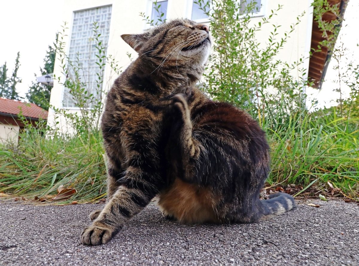 Piolho de gato - pediculose felina - Imagem Ilustração