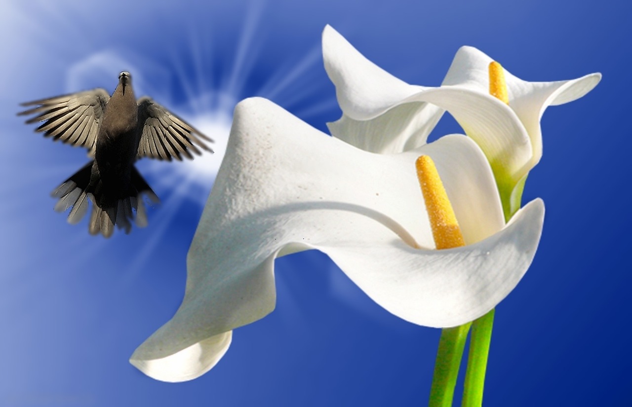 Plantas que atraem prosperidade energias positivas e bons fluidos para a sua casa - Reprodução de imagem do Pixabay