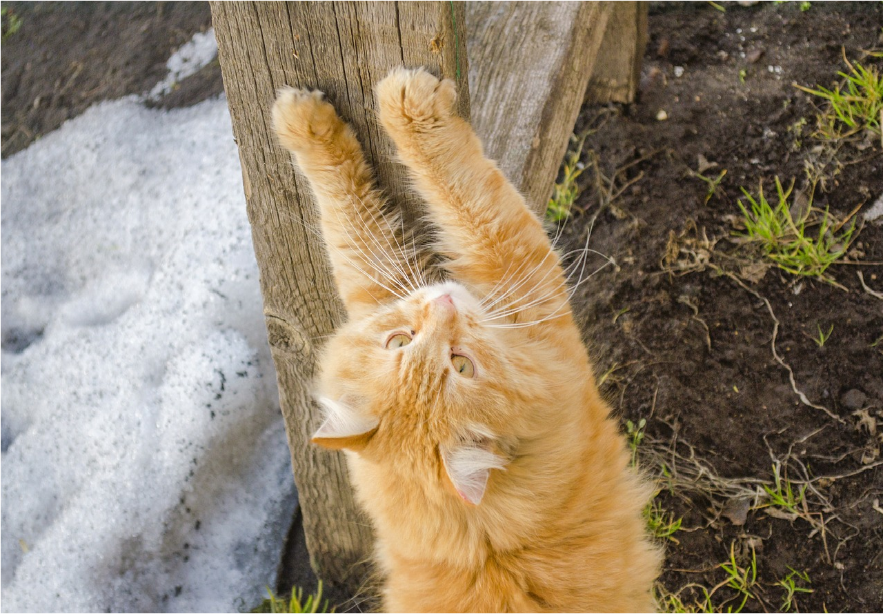 Gato arranhando poste de madeira - reproduzido via Pixabay