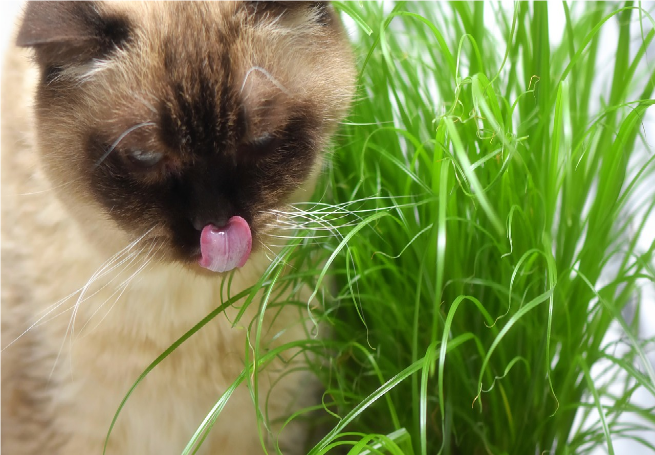 Gato comendo grama - reproduzido via Pixabay