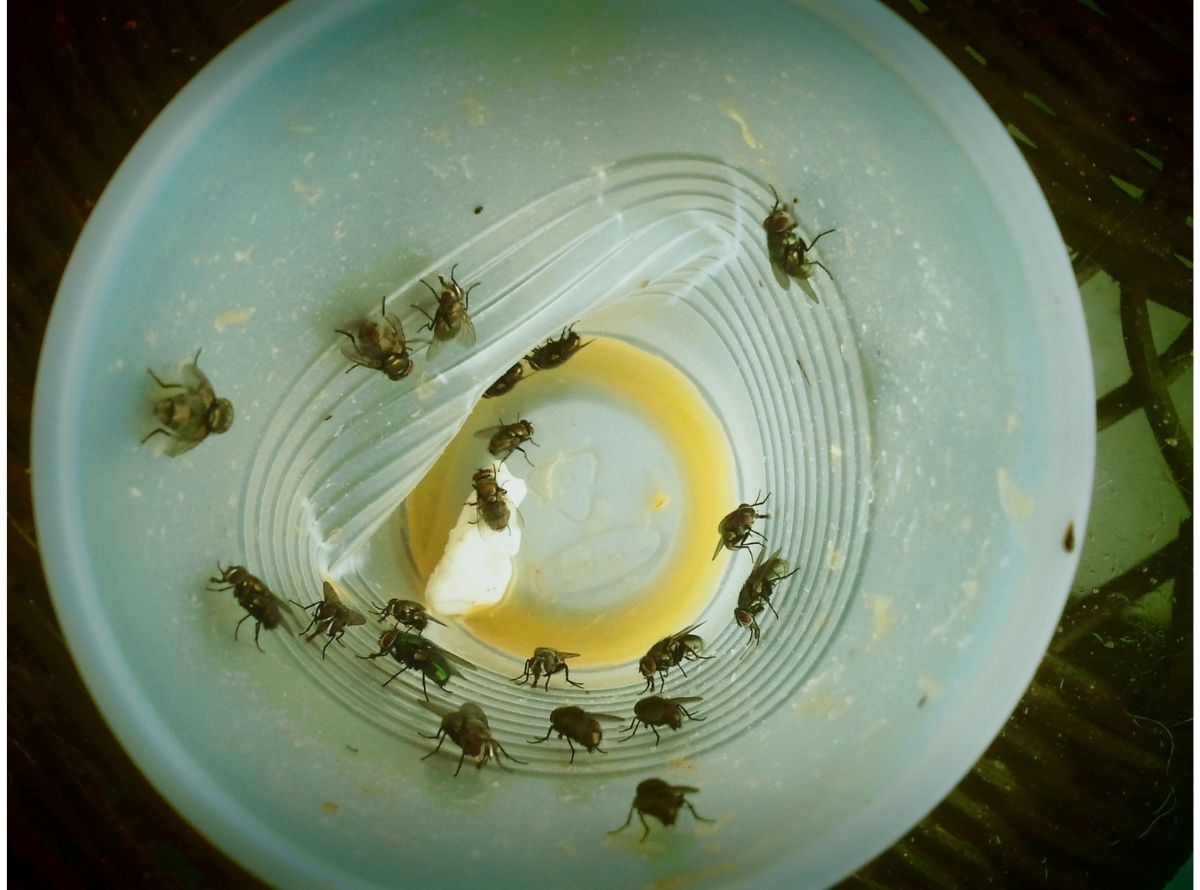 Armadilha caseira que acaba com moscas, mosquitos e baratas - Imagem Ilustração