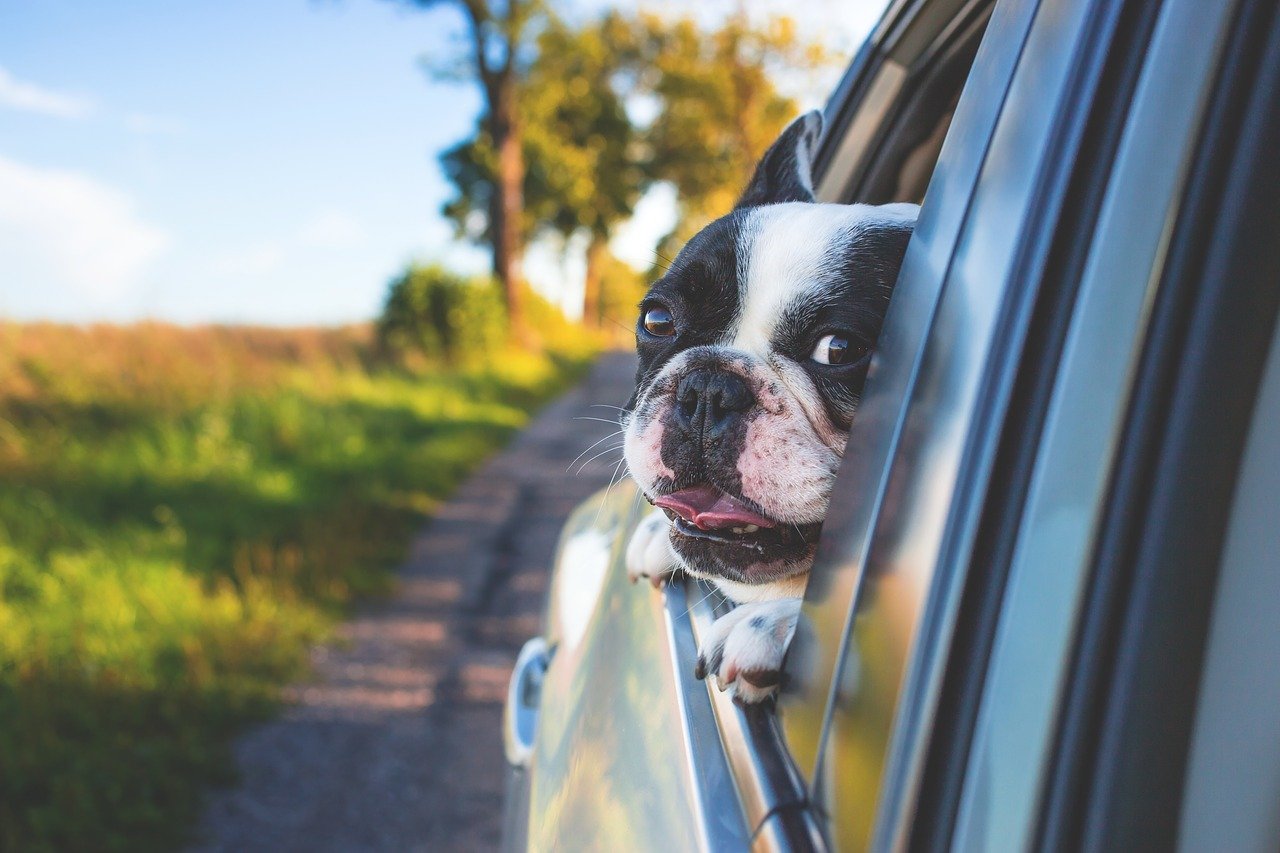 Cachorro dentro do carro, como transportar o seu pet em segurança - Reprodução Pixabay