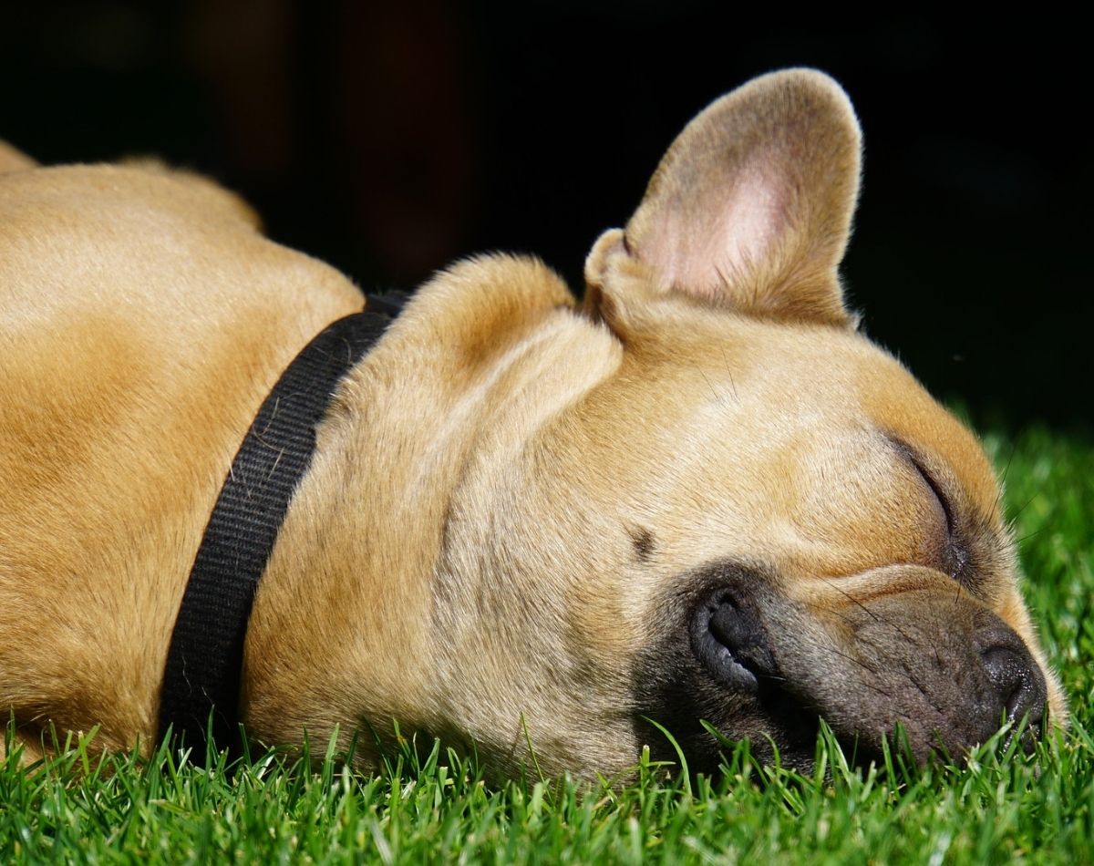 Adotar um pet: cuidados básicos com um filhotinho de cachorro -Reprodução Pixabay