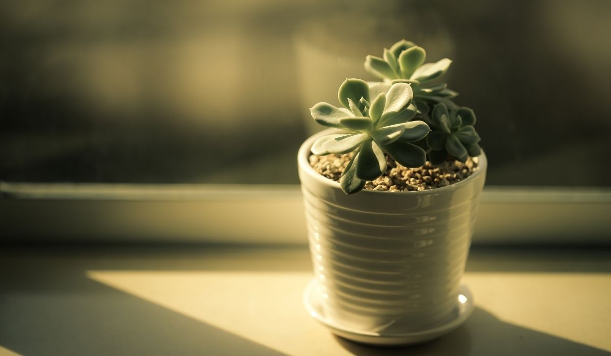 Espécies de plantas que amam a luz solar: conheça algumas delas agora