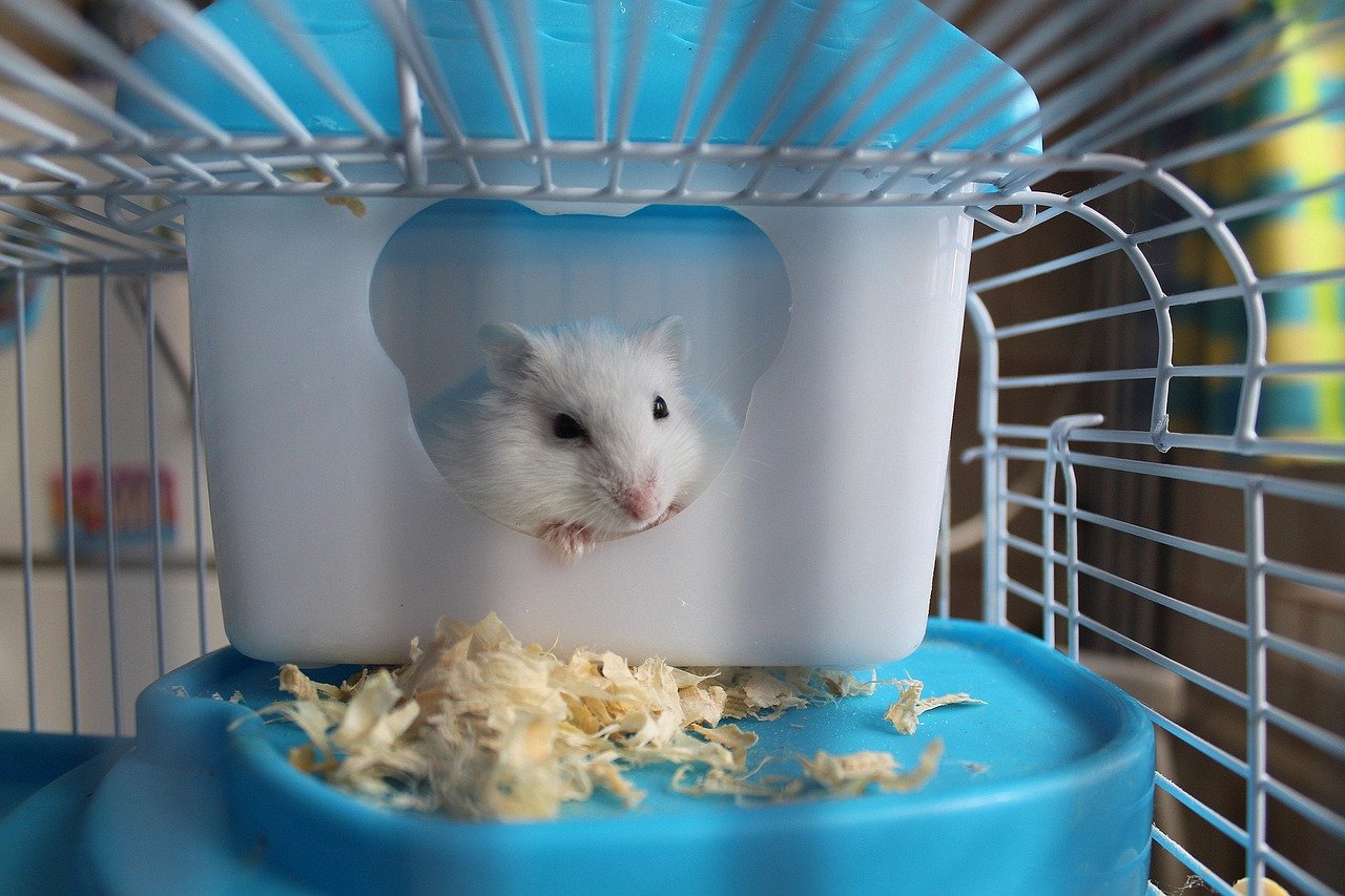 Fica caro ter um hamster em casa? Descubra os custos deste pet- Reprodução Pixabay