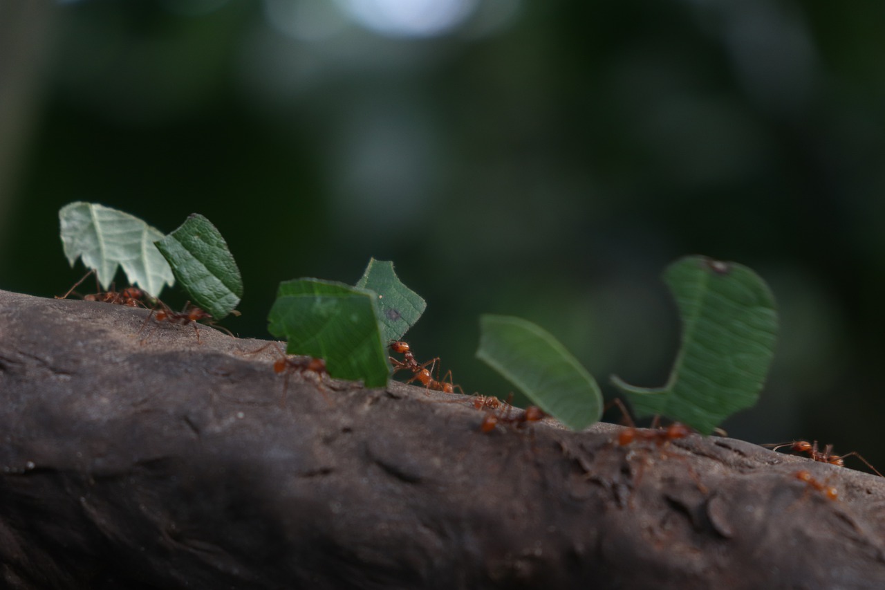 Acabe com a formiga-cortadeira de sua horta ou jardim (Foto: Pixabay)