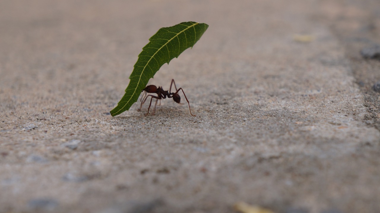 Veja como fazer uma misturinha caseira para combater formigas - Reprodução Pixabay
