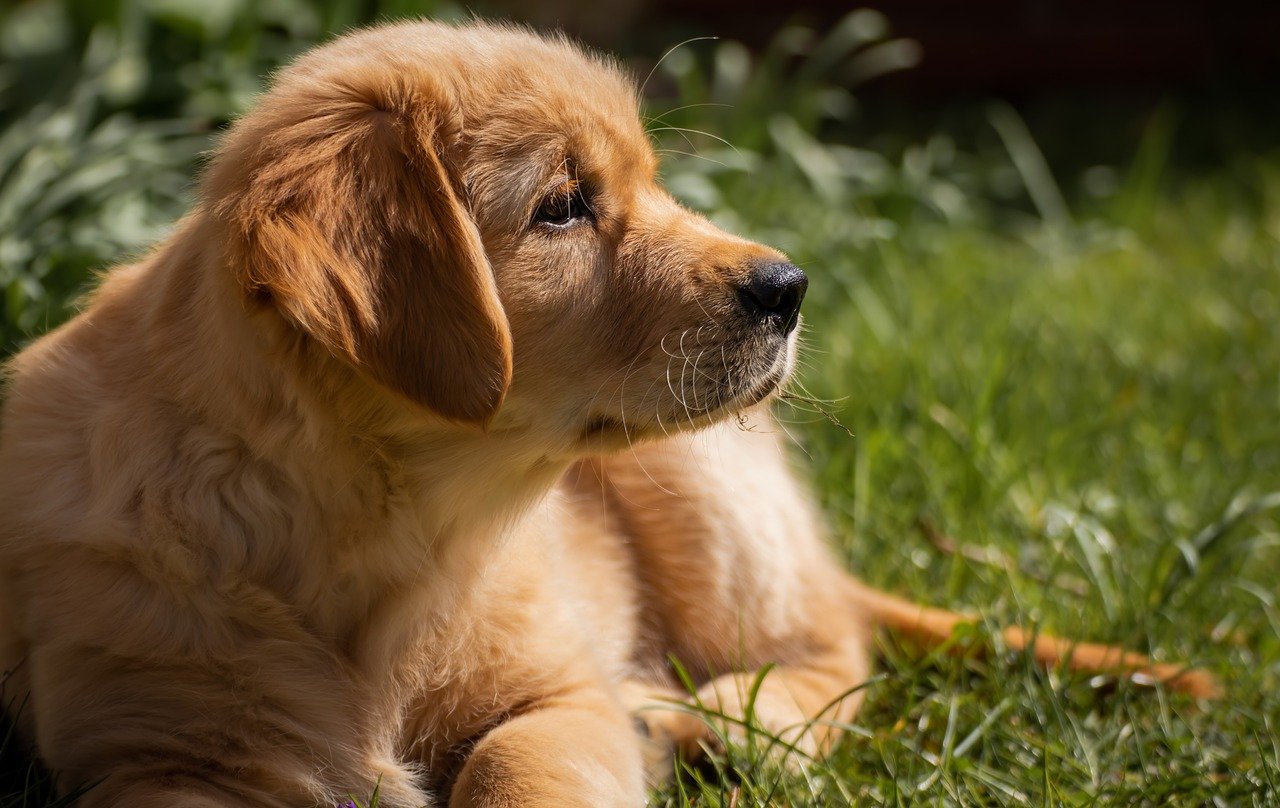 Golden Retriever: o que você precisa saber antes de ter o seu pet - Reprodução Pixabay